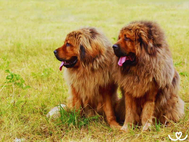 Plemeno-tibetska-doga-mastiff (6)